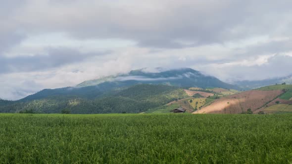 Rice Fields with Mountain