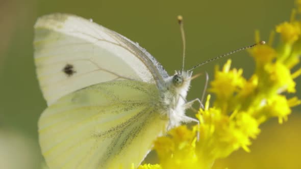 Pieris Brassicae the Large White Butterfly Also Called Cabbage Butterfly