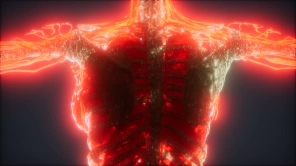 Colorful Human Body Animation Showing Bones and Organs alt