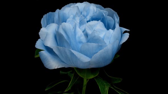 Timelapse of Spectacular Beautiful Blue Peony Flower Blooming on Black Background