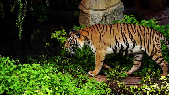 slow-motion of bengal tiger walking in the forest