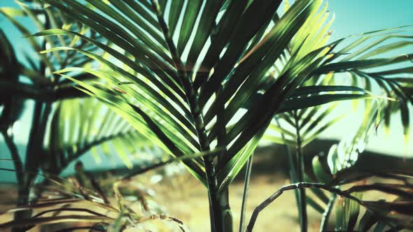 Sunlight Through the Leaves of Palm Trees