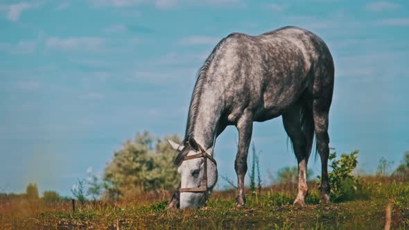 Gray Horse Grazes on a Green Field in Slow Motion