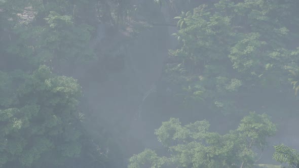 Fog Covered Jungle Rainforest Landscape