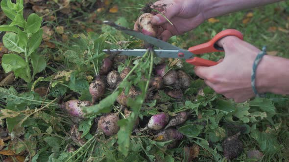 Cutting off leaves and roots from organic turnips