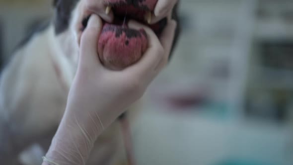 Closeup Veterinarian Hands Opening Jaw of American Staffordshire Terrier in Slow Motion