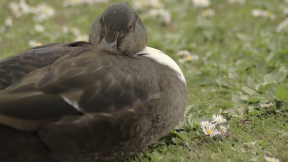 Duck takes rest and sighs