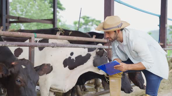 Caucasian handsome dairy farmer male working alone outdoor in cow farm.