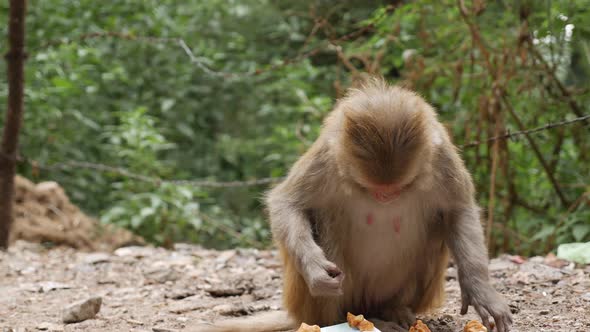 Wild Female Monkey Eats Leftover Food She Found in a Trash Can in the Park