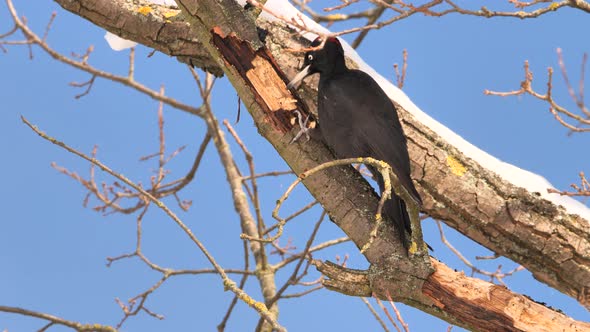 Black Woodpecker using its bill to dig for insects