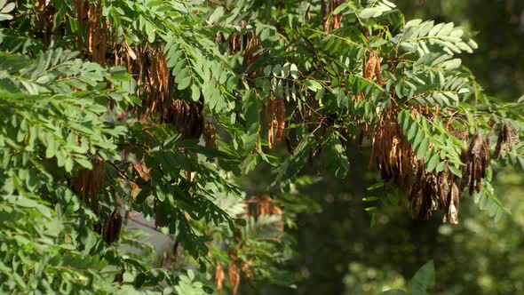 Branches of Acacia with Seeds Swaying in the Wind