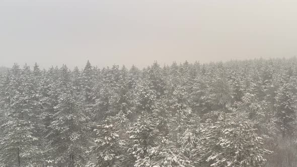 Fog in the forest by winter morning 4K aerial video