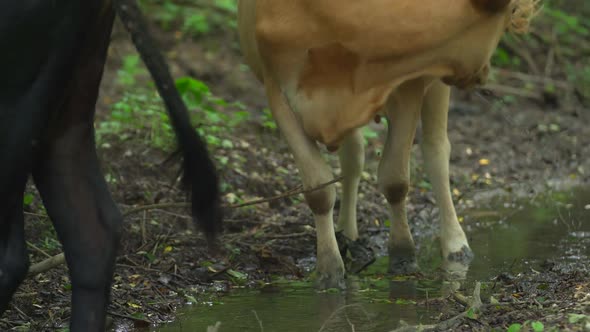 Brown Cow Is Drinking Water in Hot Sunny Summer Day. Black Cow Is in the Foreground. Annoying Flyes