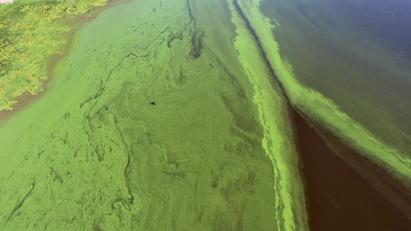 Flying over the green river. Top view of the river covered with green algae.