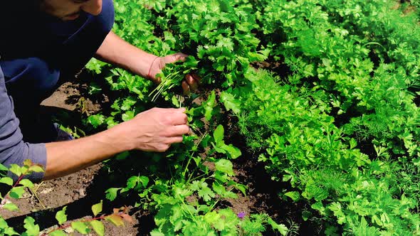 A Man Harvests Cilantro in the Garden