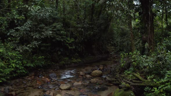 Following a tropical stream in a rainforest of South America