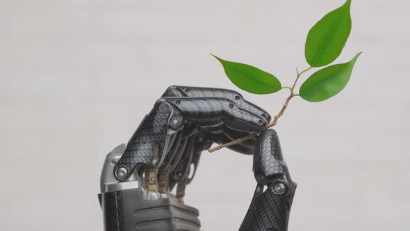 Humanoid robot hand holding living branch with green leaves close-up.