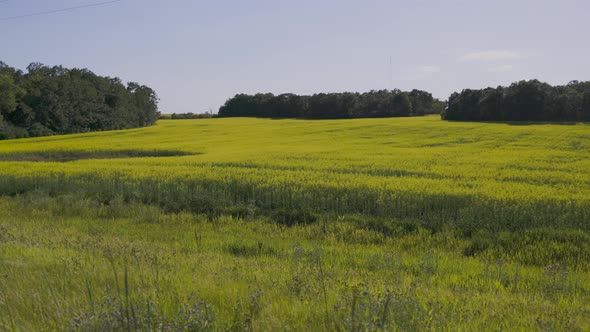 Pan left to right of Canola field in Manitoba with barn in background