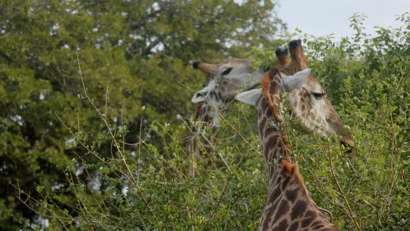 Giraffe couple eating bush leaves, close up full frame slow motion. Animals in natural habitat, Sout