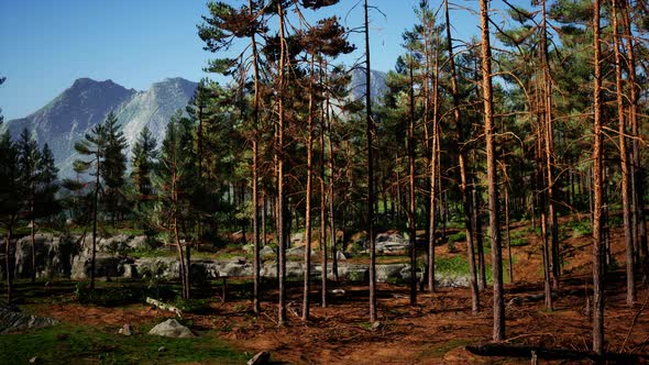 Pine Forest on the Mountainside