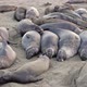 Californian Elephant Seal Colony - VideoHive Item for Sale
