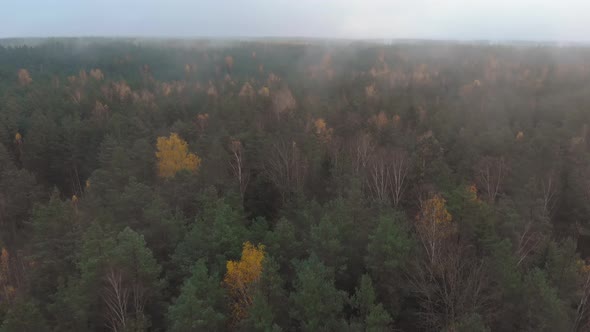 Aerial Misty Coniferous Forest