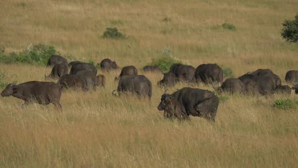 Cape buffaloes with calves grazing