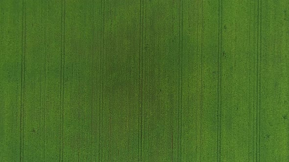 Rapeseed Field