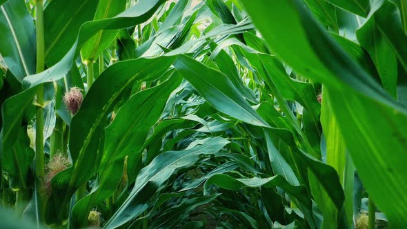 Walking Through Corn Crops Pov