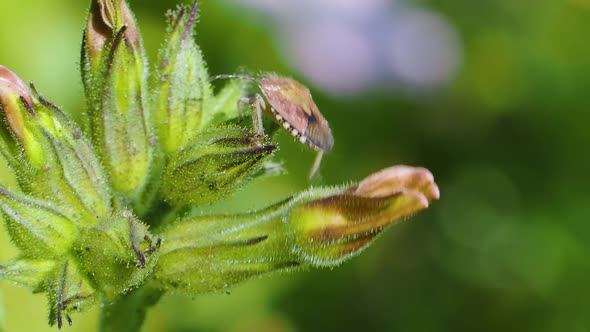 Carpocoris Purpureipennis Climbs a Green Flower