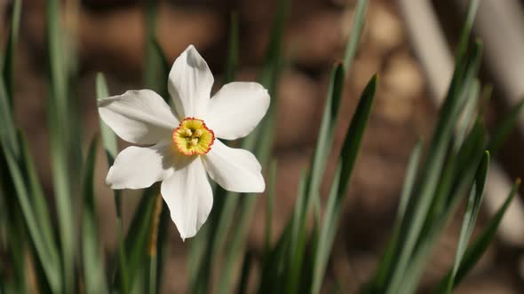 Beautiful white and yellow spring daffodil plant  4K 2160p 30fps UltraHD footage - Close-up  Narciss