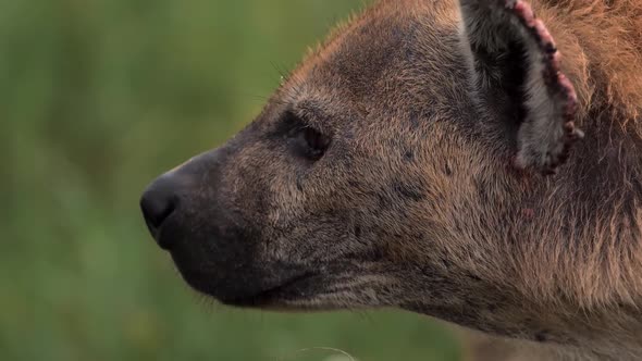 Lone Hyena Moving Slowly Through Wide African Grassfields on Hot Sunny Summer Day