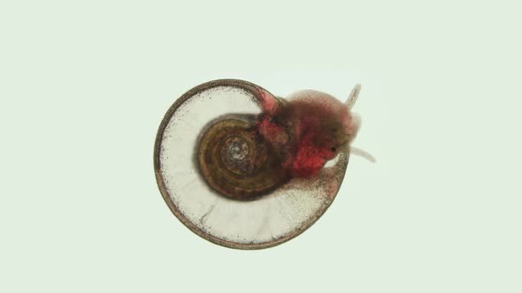 Snail Family Planorbidae Under Microscope Order Pulmonata