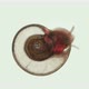 Snail Family Planorbidae Under Microscope Order Pulmonata - VideoHive Item for Sale