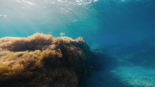 Fish Swim Among the Rocks Under the Ocean