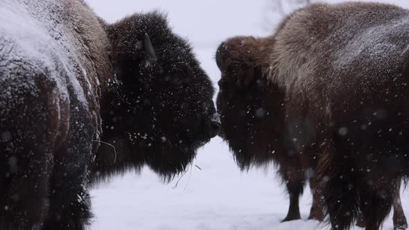 bison standing together in nice snowstorm eventually looking away slomo