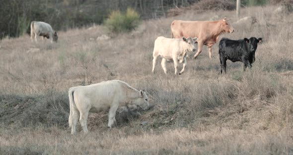 Cattle Of The Alentejana Breed Grazing In A Rural Field In Alentejo, Portalegre, Portugal - Slow Mot