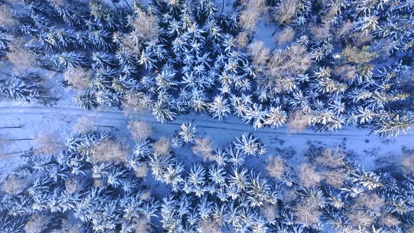 Transportation in winter. Road in snowy forest.