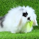 Little rabbit eats lettuce. Cute rabbit on the lawn. - VideoHive Item for Sale