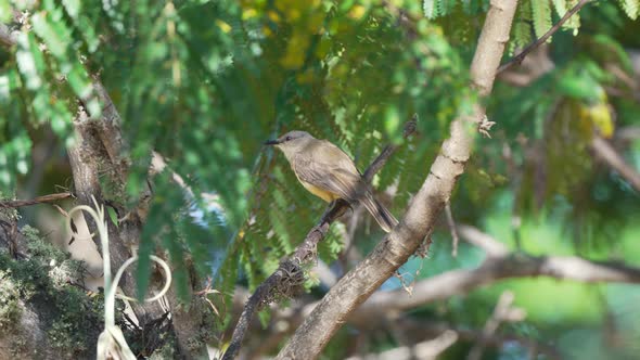 Medium sized flycatcher, cattle tyrant, machetornis rixosa perching on tree branch with tiny insects