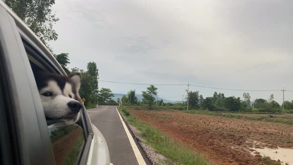 The Dog looks out the open window of the car.