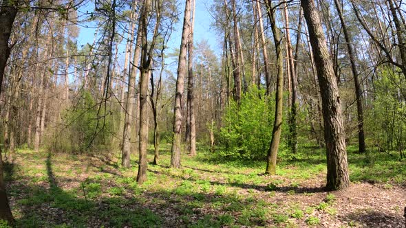 Walking Through the Forest with Pine Trees During the Day POV Slow Motion