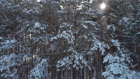 Winter pines on a sunny day