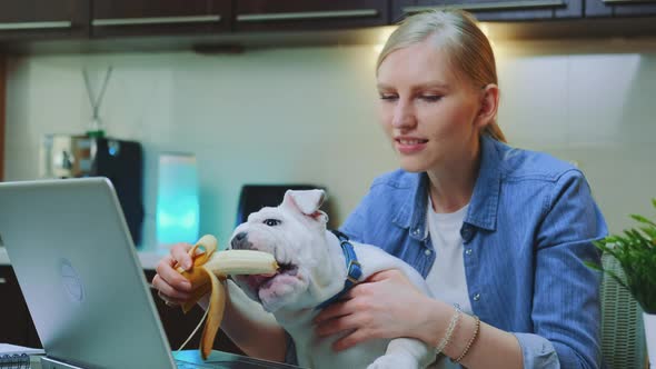 Cute Bulldog Eating Banana Sitting on Woman's Knees in Front of Computer