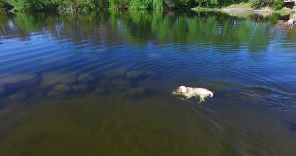 Dog with Ball in Water