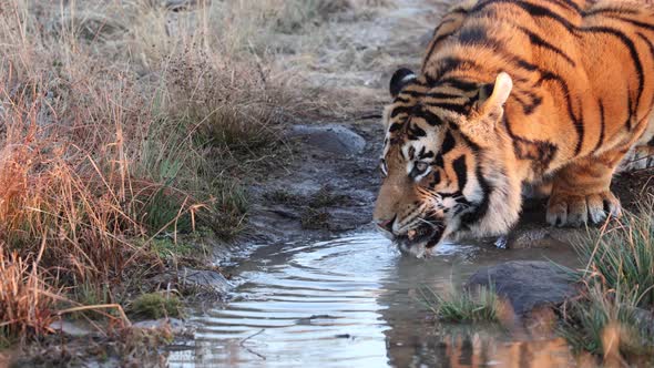 Closeup of thirsty orange Bengal Tiger drinking from muddy pond