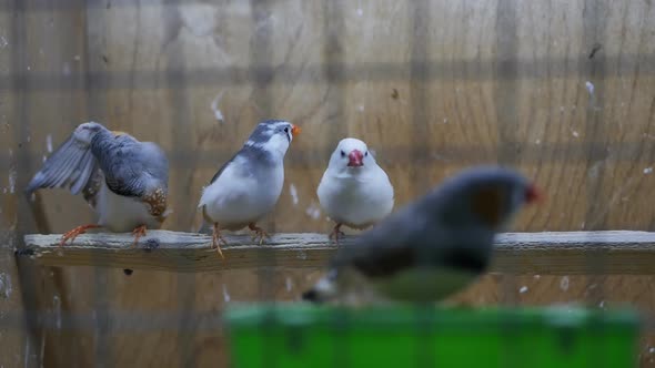 Small Bright Birds Japanese Finches in a Cage on Sticks Sit Four