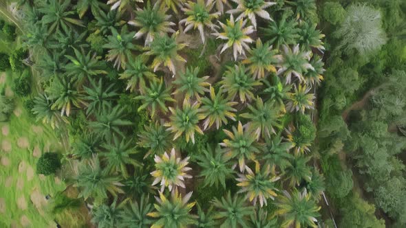 Aerial view illness oil palm trees.