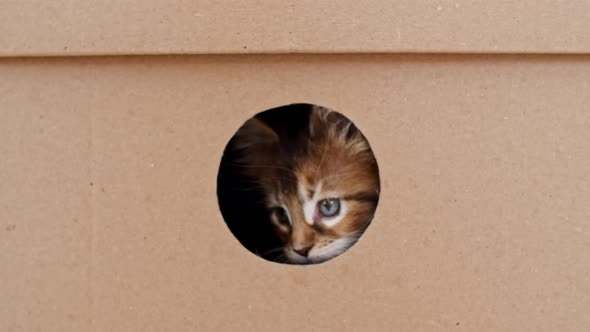 Striped Grey Kitten Getting Out From Hole in a Cardboard Box