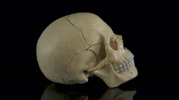 Anatomy of Human Head Bone